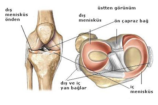 Diz ekleme anatomisi - Prof. Dr. Ender Ugutmen